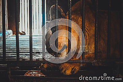 Lion from jail Stock Photo