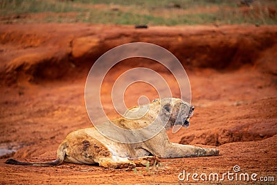 Lion kills water buffalo in Kenya, Africa. A lion's breakfast. Great pictures from a safari in Tsavo National Park Stock Photo