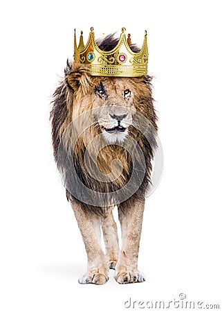 Lion With King of Jungle Crown Stock Photo