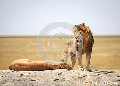 The lion king Stock Photo