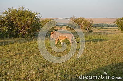 The Lion King! Stock Photo