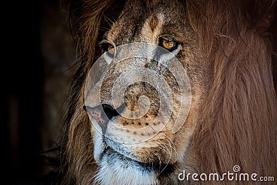 A lion at Lake Tobias in Halifax, PA Stock Photo