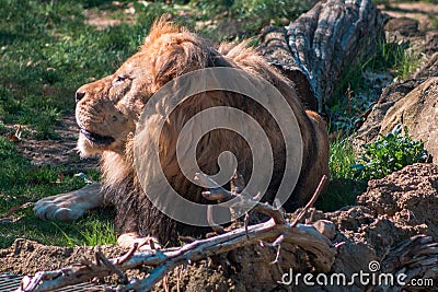 Lion lazing in the sun at the John Ball Zoo in Grand Rapids Michigan Stock Photo