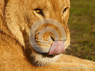Lion licking her nose Stock Photo