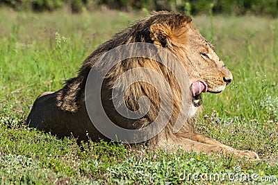 Lion licking his lips Stock Photo