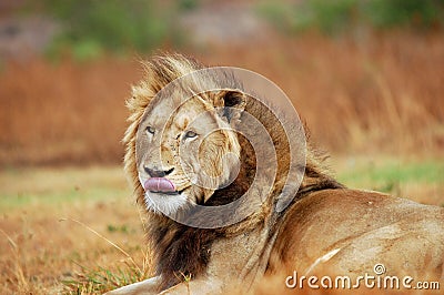 Lion licking lips Stock Photo
