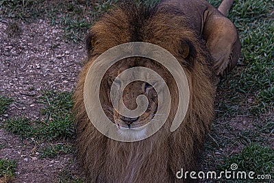 The lion lies on the grass and proudly looks forward. The lion Panthera leo is a species in the family Felidae. Typically, the Stock Photo