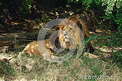 Lion lies in the shadow in the bush. Stock Photo