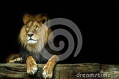 Lion. Lion sitting on a rock Stock Photo