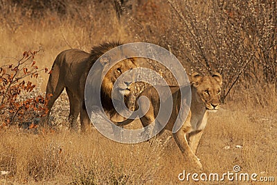 Lion and Lioness Stock Photo