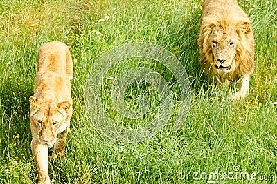 Lion and a lioness a couple in love inspect their possessions together Stock Photo