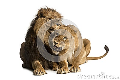 Lion and lioness cuddling, lying, Panthera leo Stock Photo