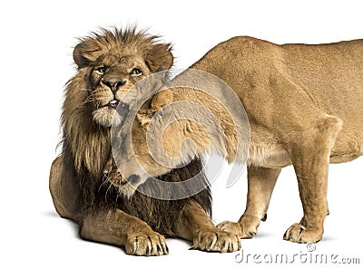 Lion and lioness cuddling, Panthera leo, isolated Stock Photo