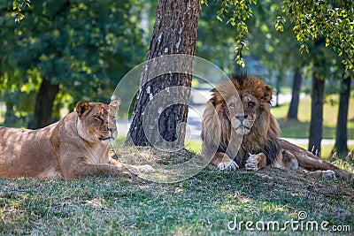 Lion and lioness lie down on the grass. Stock Photo
