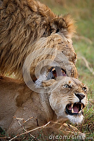 Lion and Lioness making love. Okavango Delta. Cartoon Illustration