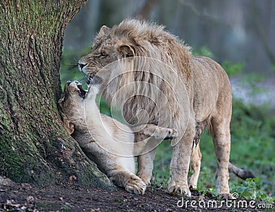 Lion and lioness playing in the meadow Stock Photo