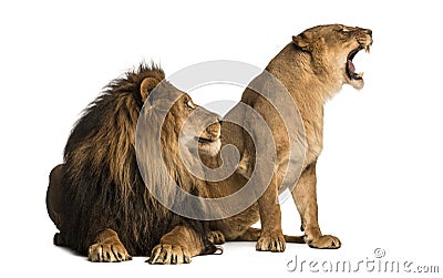 Lion with lioness roaring, next to each other, Panthera leo Stock Photo