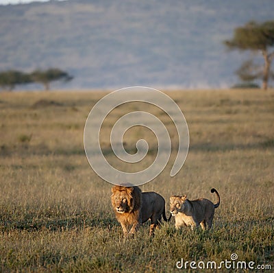Lion and Lioness at the Serengeti National Park Stock Photo