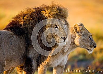 Lion and Lioness standing together. Botswana. Okavango Delta. Stock Photo