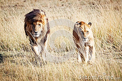 Lion and Lioness Walking Towards Camera Stock Photo