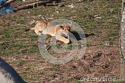 Lion Stock Photo