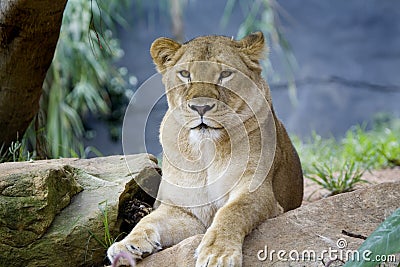 Lion looking around at Cape Town in South Africa Stock Photo