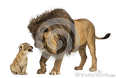Lion looking at a lion cub Stock Photo