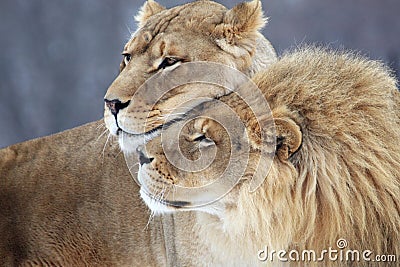 Lion lover Stock Photo