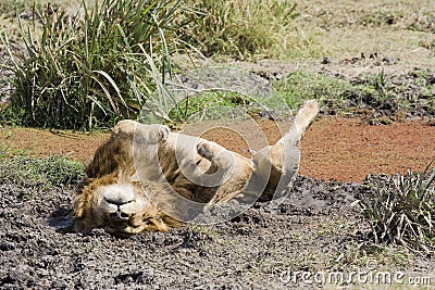 Lion lying on back in mud Stock Photo