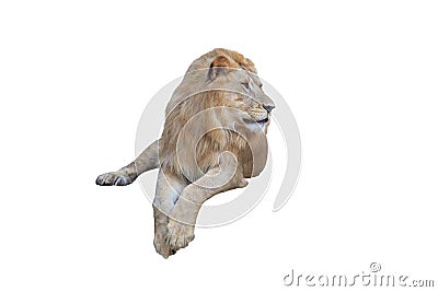 Lion lying down, facing, Panthera Leo Stock Photo