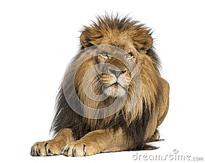 Lion lying down, facing, Panthera Leo, 10 years old Stock Photo