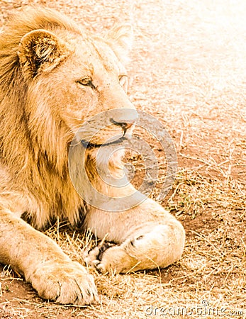 Lion lying in front of the car as a guard Stock Photo