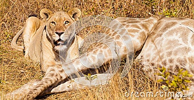 Lion lying next to a killed giraffe Stock Photo
