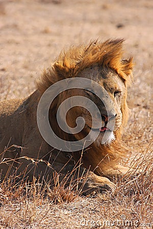 A lion makes a face Stock Photo