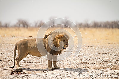 Lion male Stock Photo