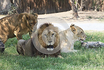 Lion male and female lying on green grass field Stock Photo