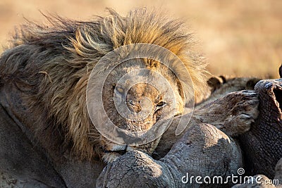 Lion male with a huge mane rest on carcass it has eaten Stock Photo