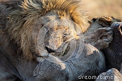 Lion male with a huge mane rest on carcass it has eaten Stock Photo