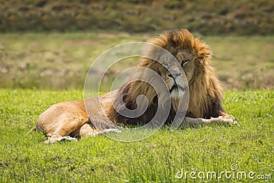 Lion Stock Photo