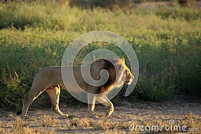 Lion male Panthera leo walking in Kalahari desert and looking for the rest of his pride. Stock Photo
