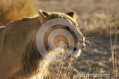 Lion male Panthera leo walking in Kalahari desert and looking for the rest of his pride. Stock Photo