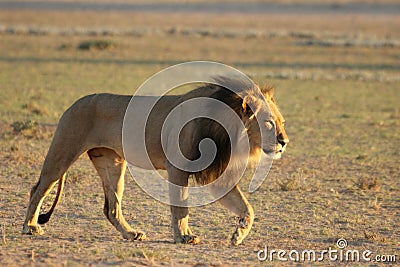 Lion male Panthera leo walking in Kalahari desert and looking for the rest of his pride. Stock Photo