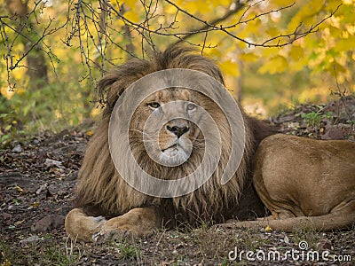 Lion male relaxing portrait view in yellow colors Stock Photo