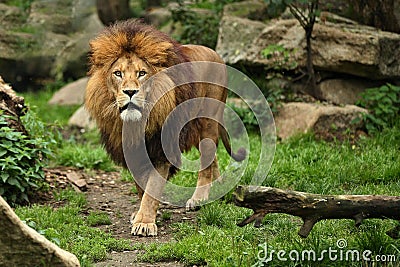 Lion male on the rocky place in the captivity. Stock Photo