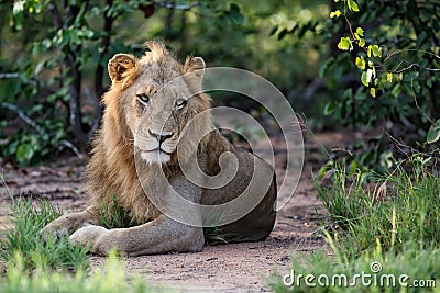 Lion male in Timbavati Stock Photo