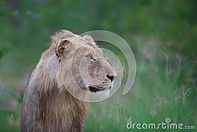 Lion male in Timbavati Stock Photo