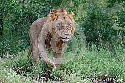 Lion male in Timbavati Stock Photo