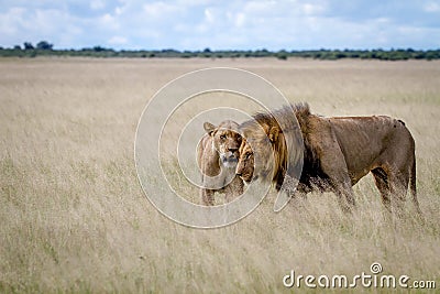 Lion mating couple in the high grass. Stock Photo
