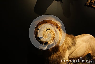 Lion Editorial Stock Photo