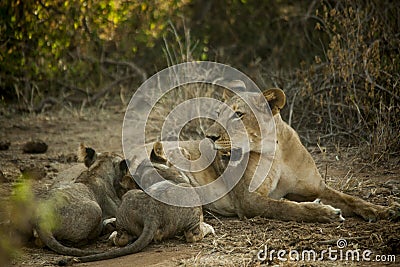 Lion mother feeding little lions in Africa Stock Photo